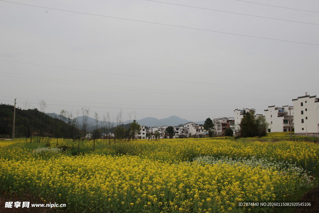 春日油菜花海与远处建筑