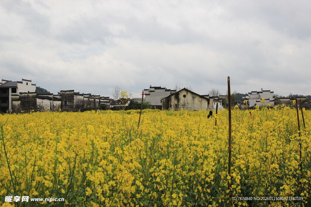 金黄油菜花田旁的村落