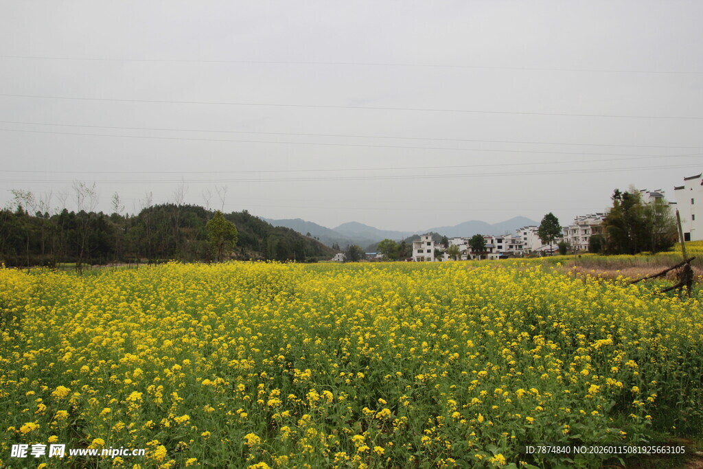 金黄油菜花田美景