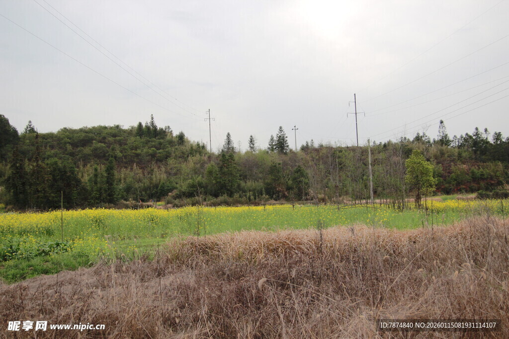 田野风光 黄绿交织美景