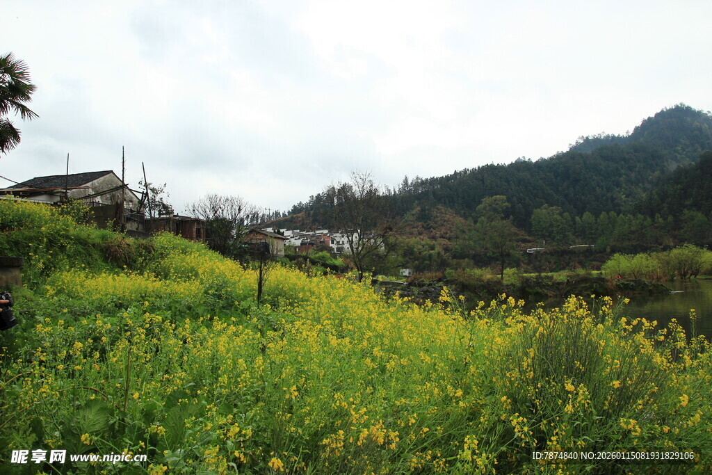 山间油菜花田田园美景