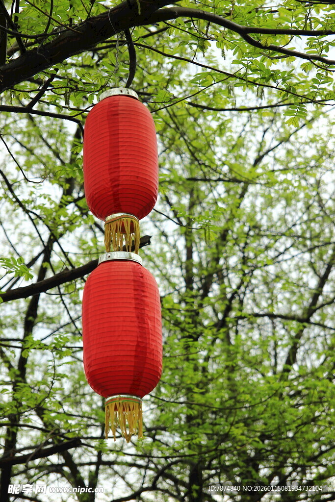 枝头红灯笼 春意正浓