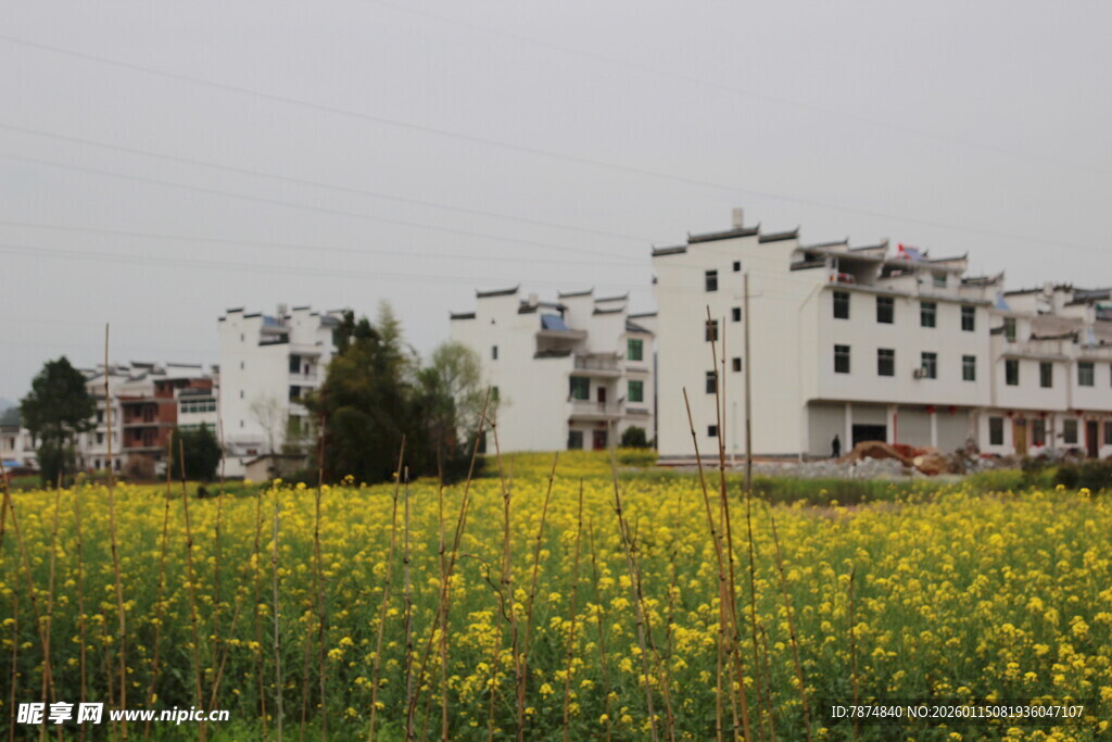 田园油菜花与白墙建筑