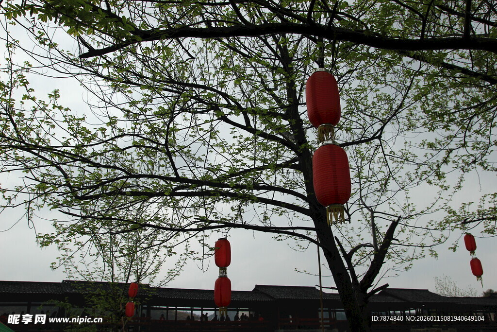 树枝间悬挂的红色灯笼