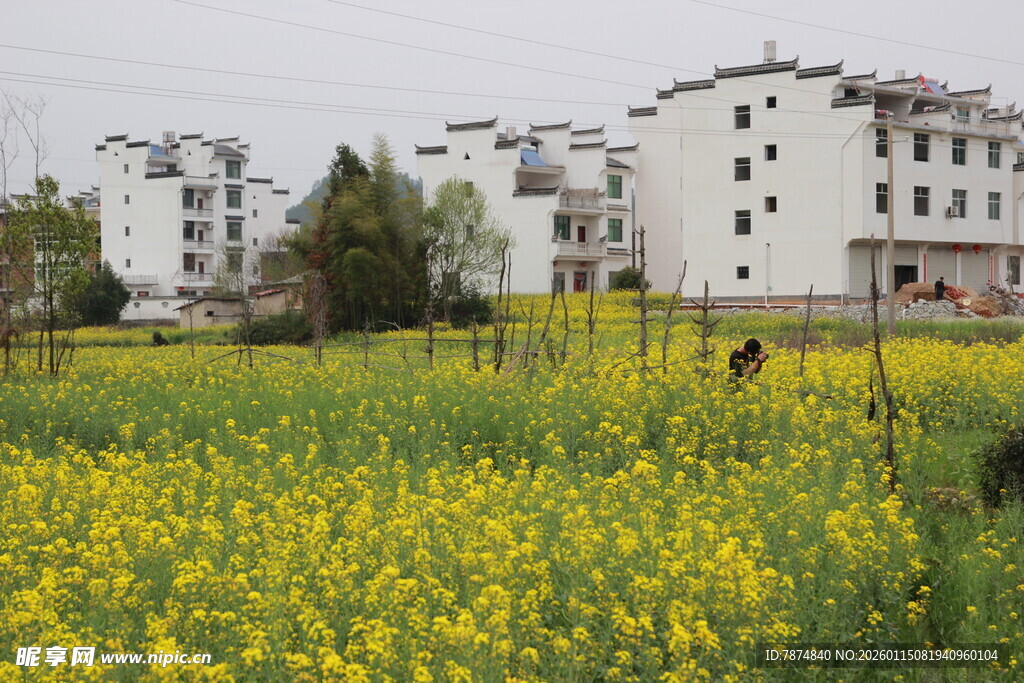 田野油菜花与远处民居
