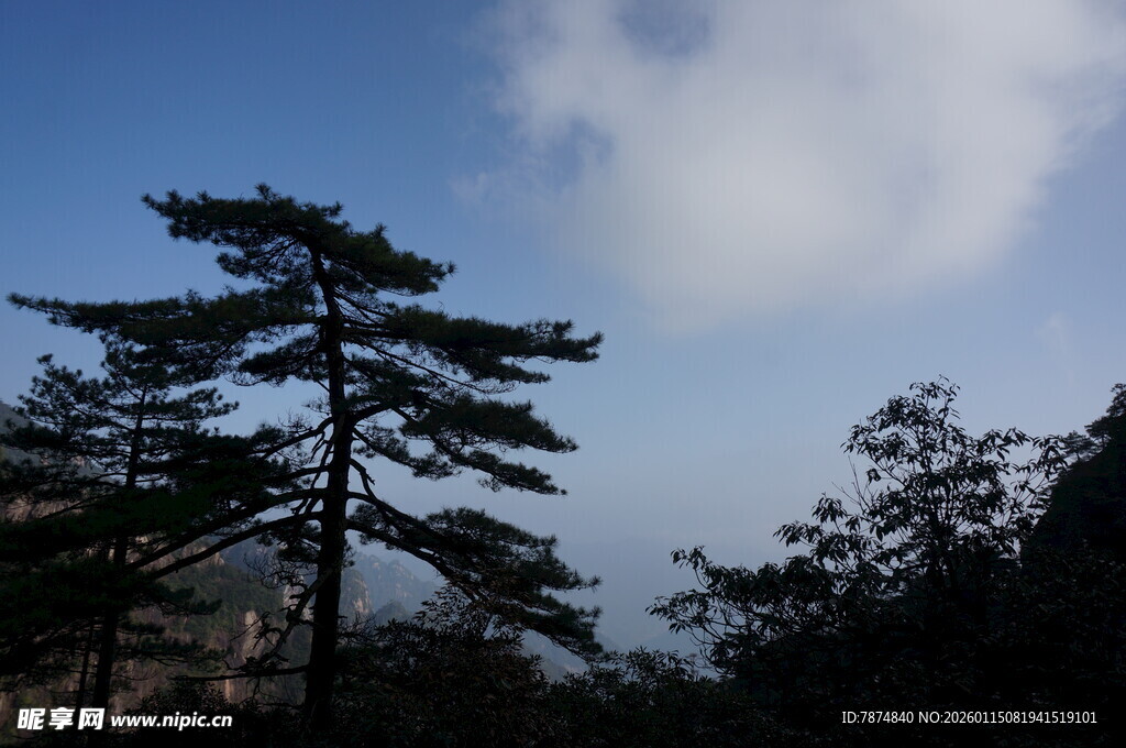 山间挺拔松树与蓝天白云
