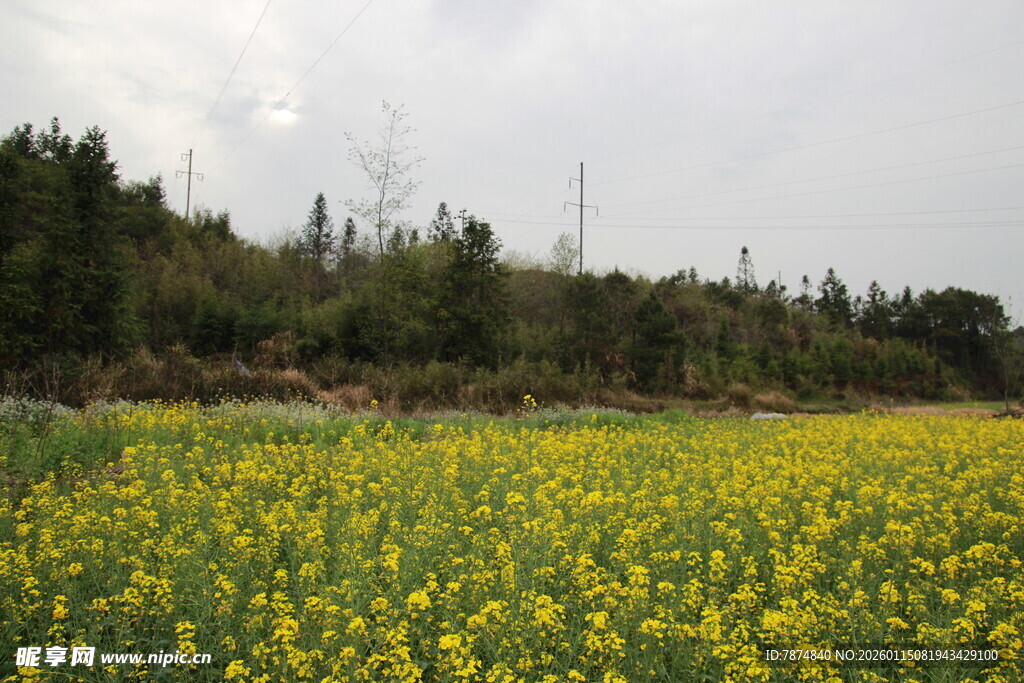 春日油菜花海田园风光
