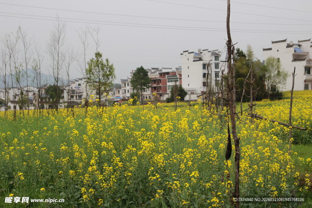 春日油菜花海田园风光