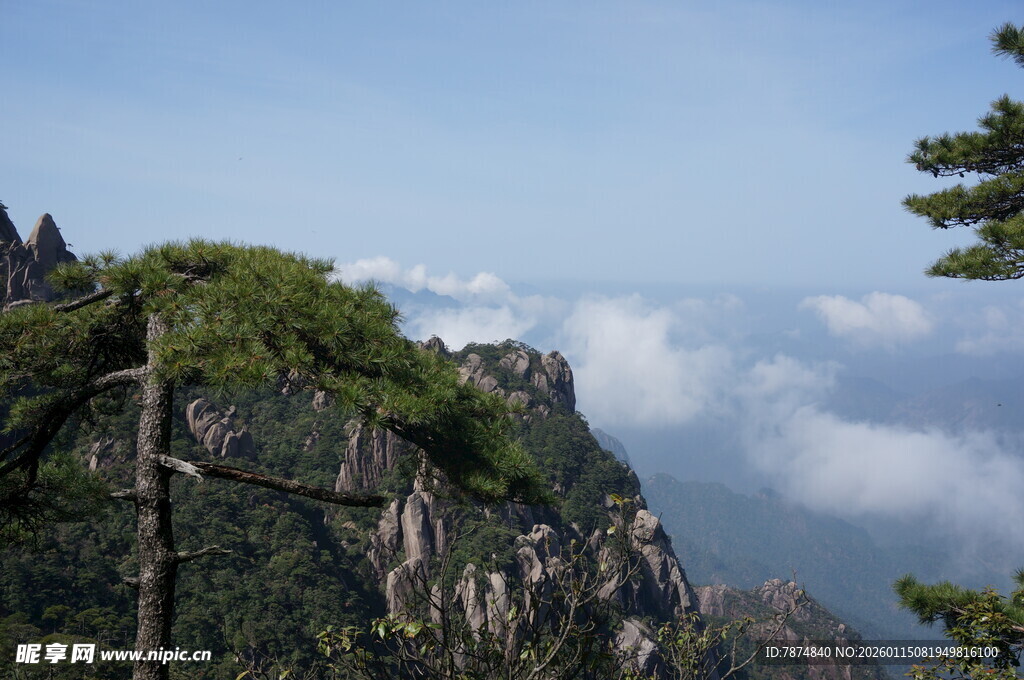 黄山奇峰云海松树景观