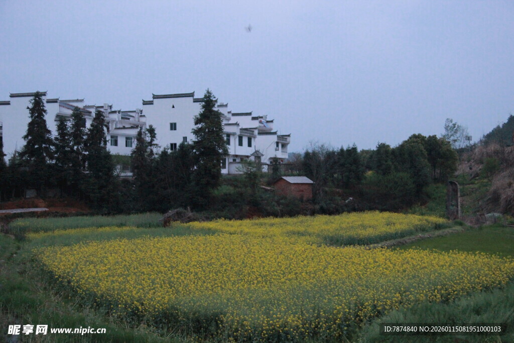 田园黄花旁的白墙建筑