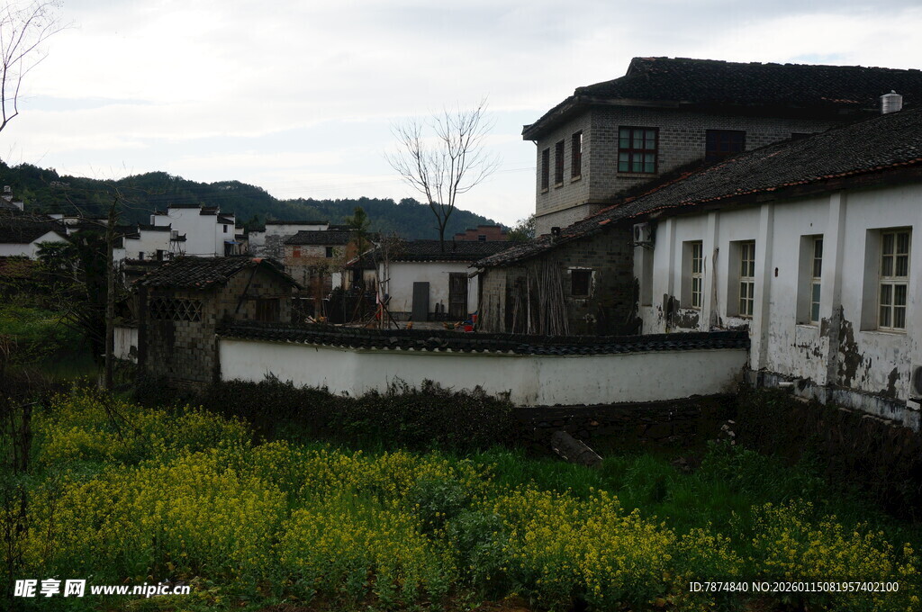 江南乡村景致 白墙映绿野