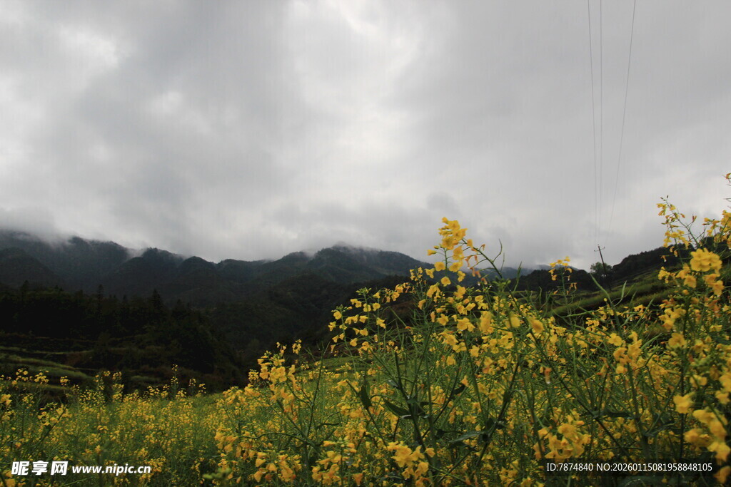 山间黄花盛开的美丽景致