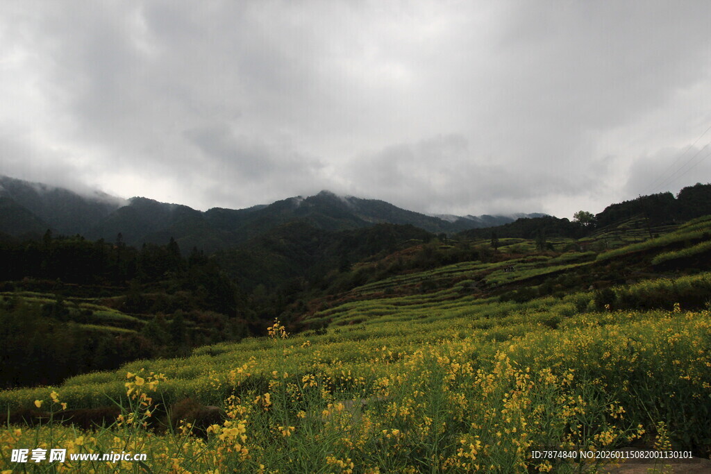 山间黄花田与云雾景观
