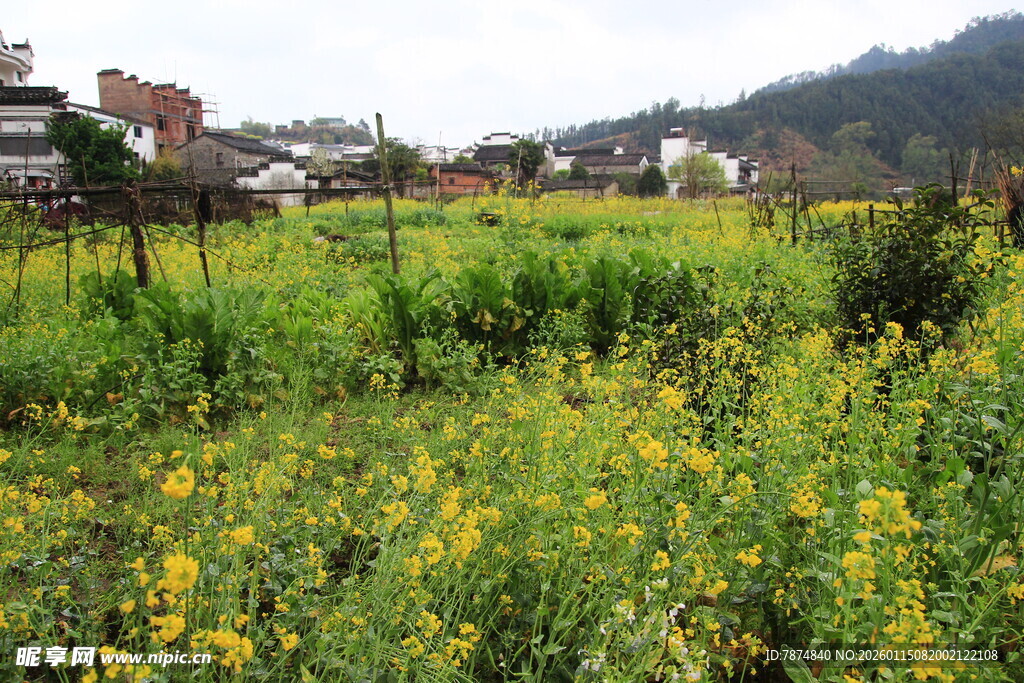 春日田野油菜花美景