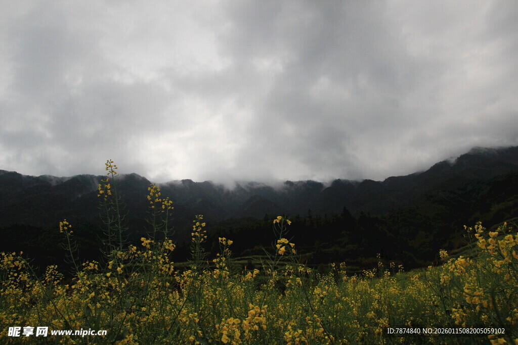 乌云下的灿烂花田