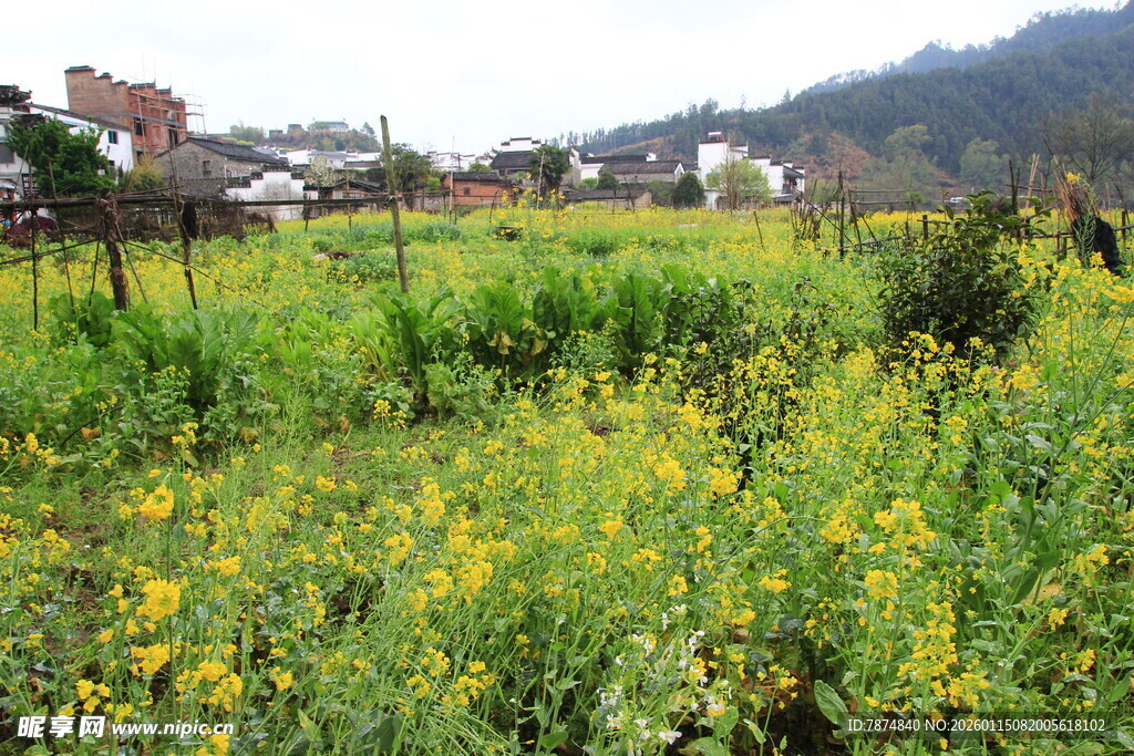 春日田野里的烂漫黄花