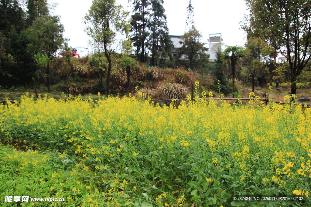 春日田野中的灿烂油菜花田