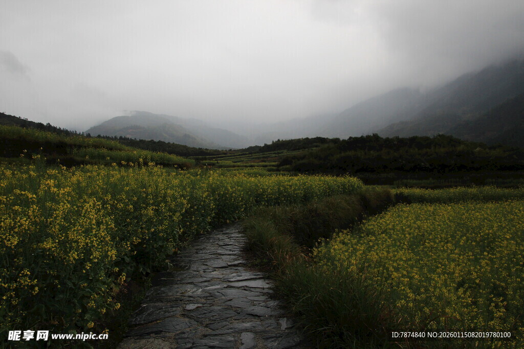 山间小径穿黄花云雾间
