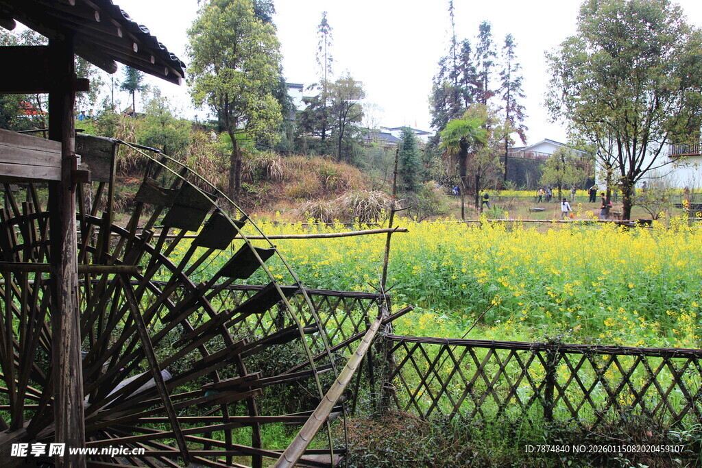 田园风车旁的金黄油菜花田