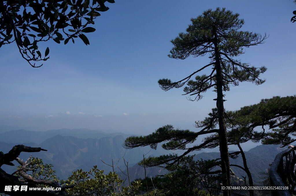 山间松景 远眺开阔视野