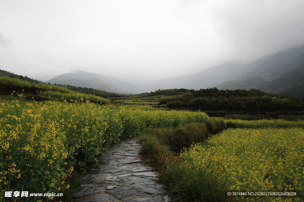 山间小径旁的灿烂油菜花