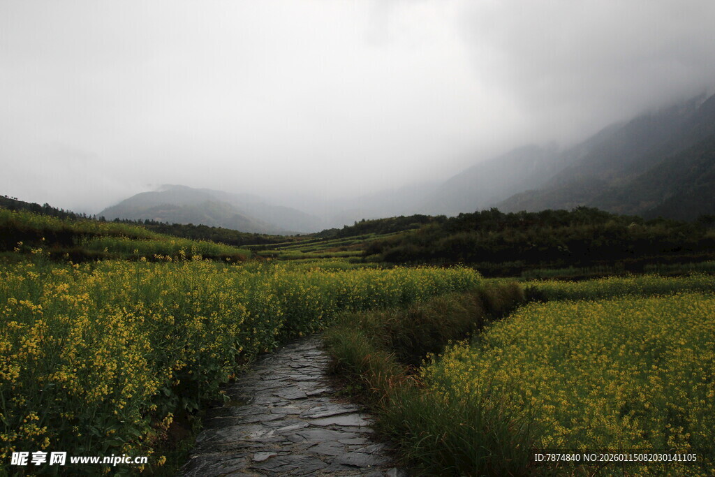 山间小径旁的灿烂花田
