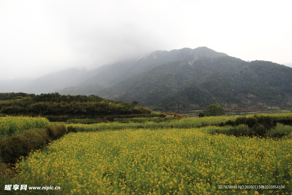 山间油菜田 云雾缭绕景