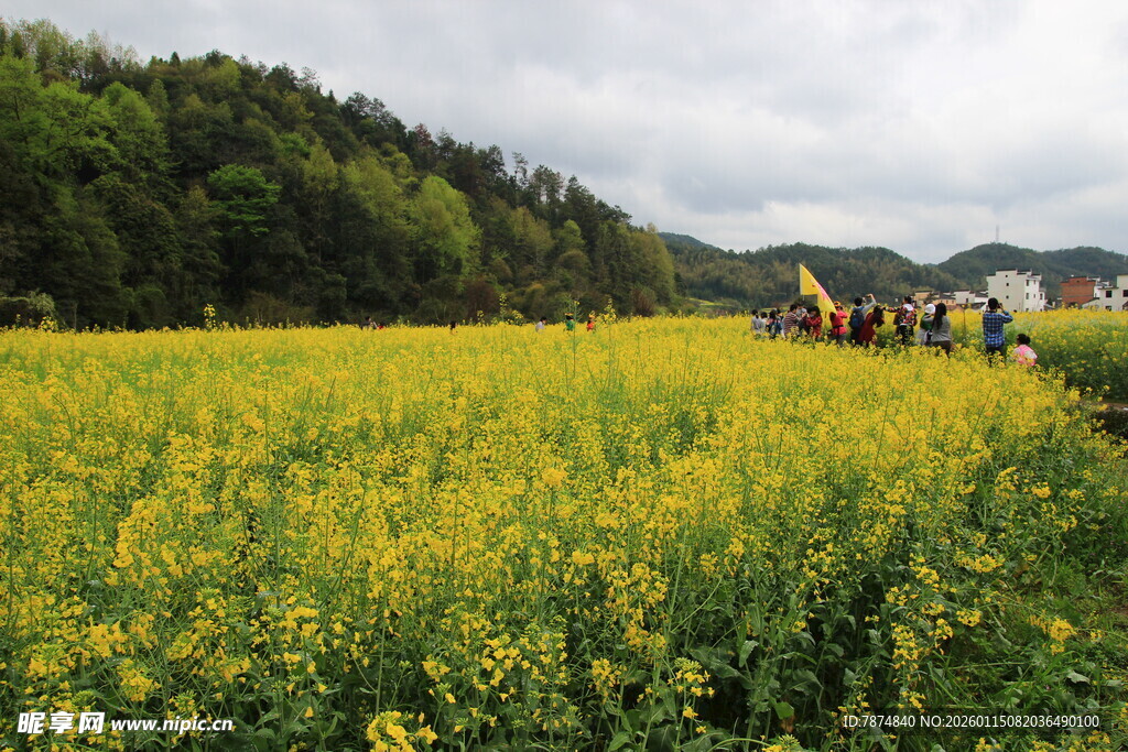 金黄油菜田中的劳作景象