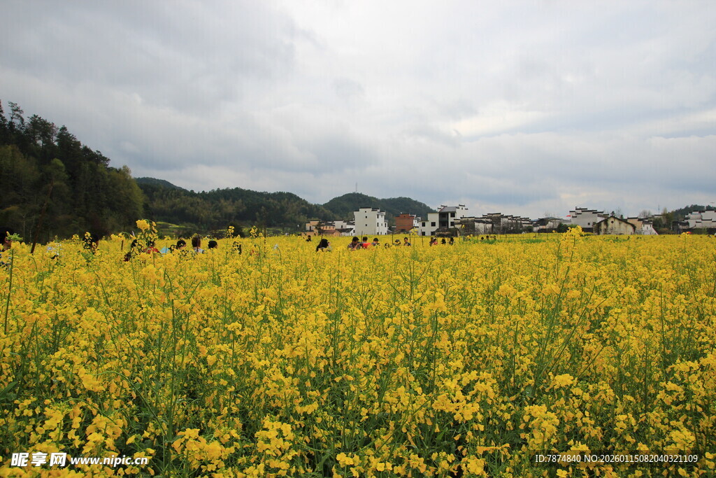 金黄油菜花海中的乡村景致