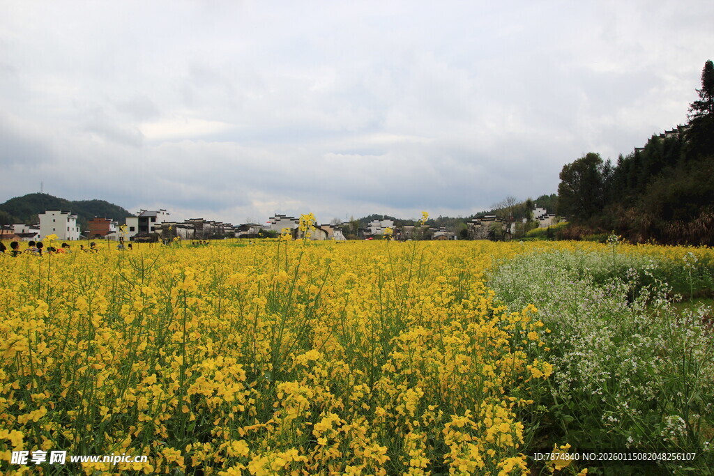 金黄油菜花田田园美景