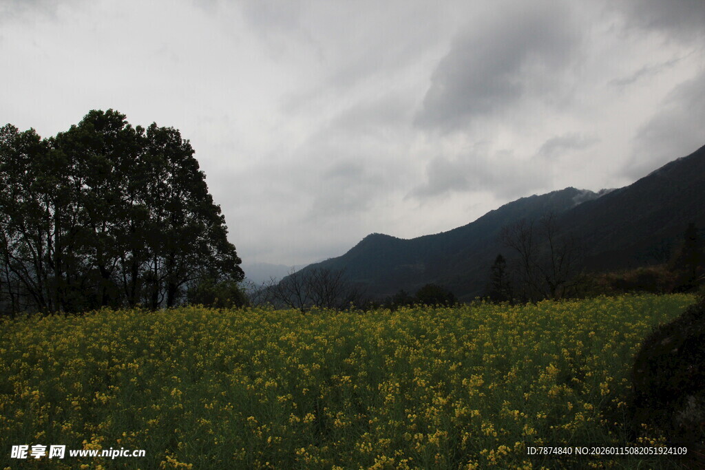 金黄花田与远山云雾