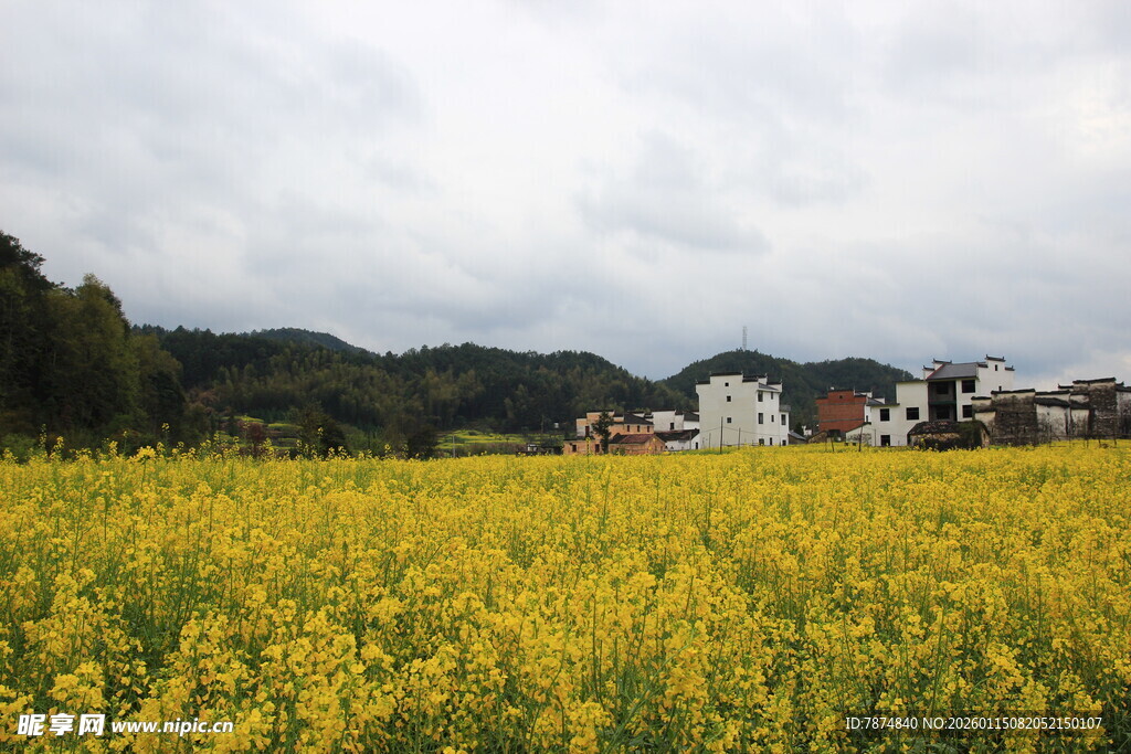 金黄油菜花田中的乡村景致