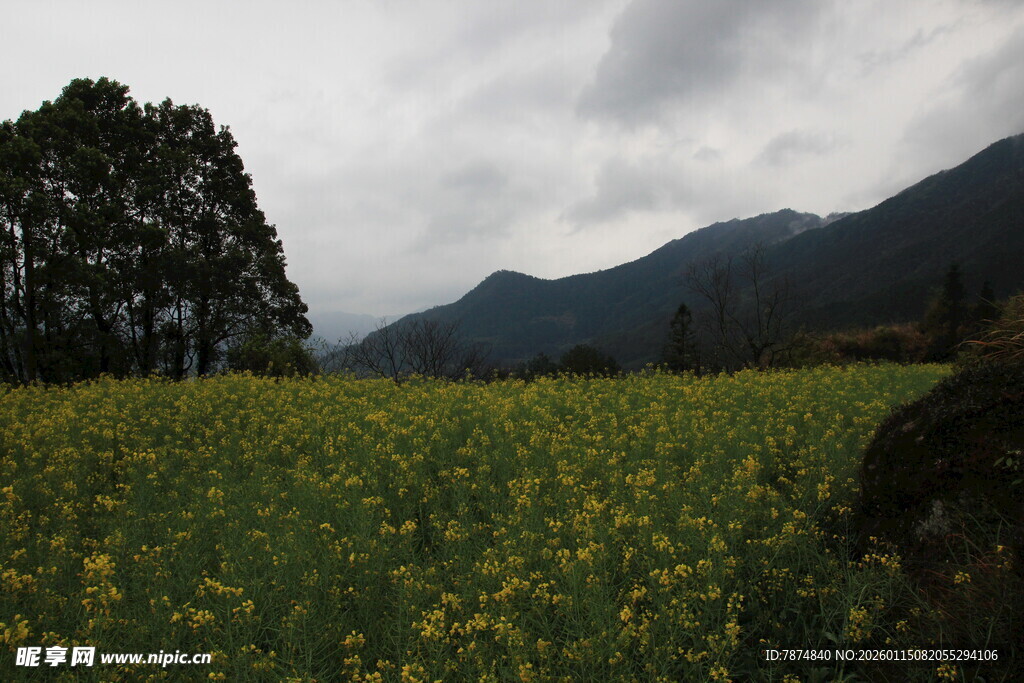 田野黄花与远山云雾