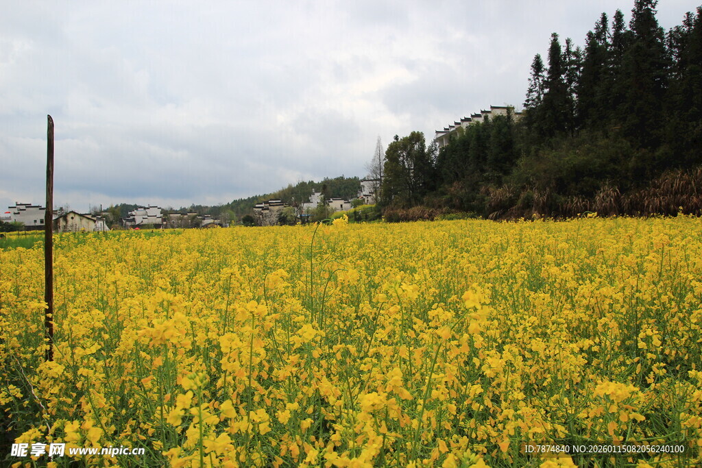 金黄油菜花海田园风光