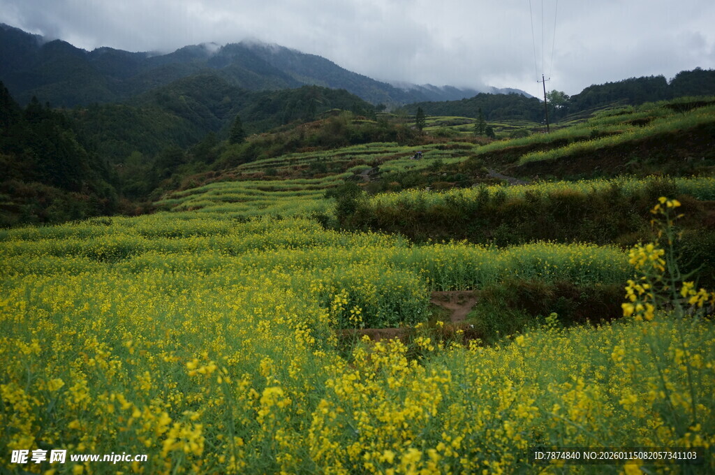 山间油菜花海美景