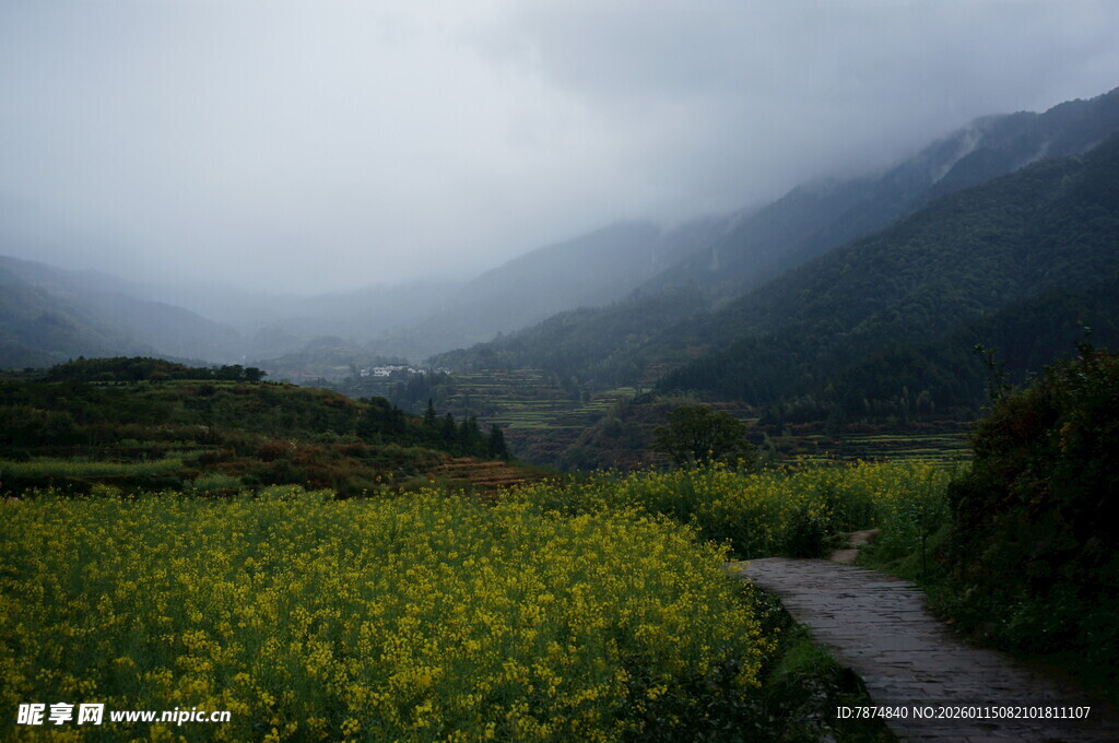 山间小径旁的灿烂油菜花