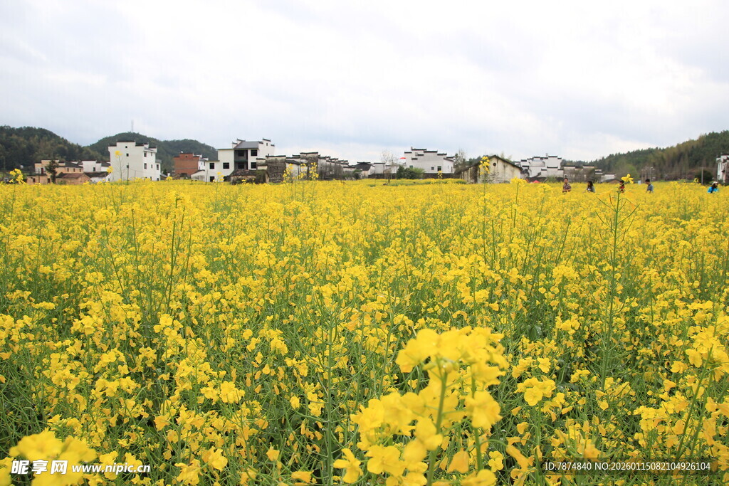 金黄油菜花海田园风光