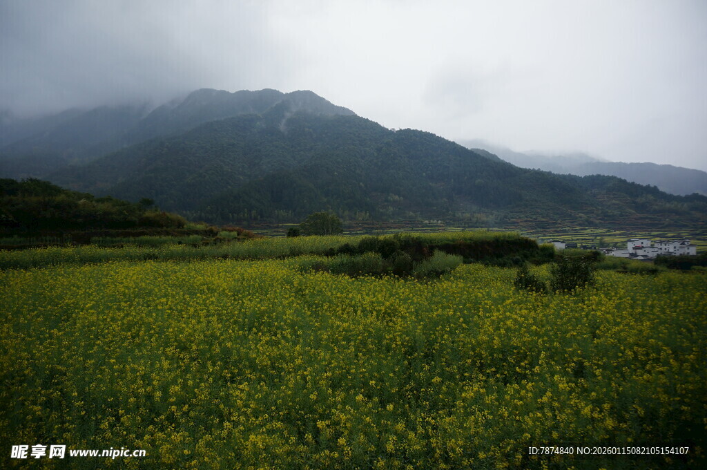 山间绿野黄花美景