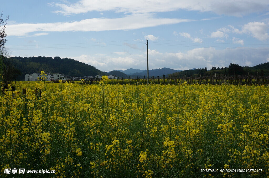 金黄油菜花田的美丽风光