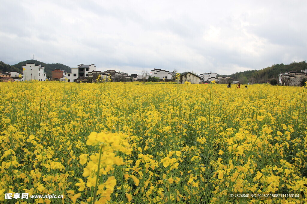 金黄油菜花田的美丽风光