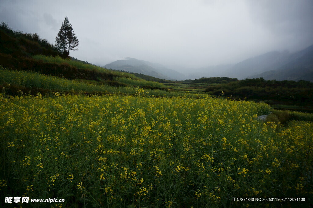 山间油菜花田朦胧美景