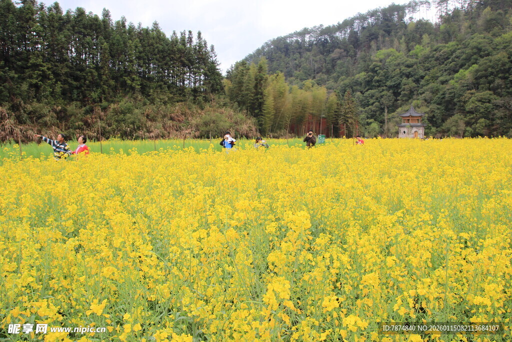 春日油菜花海游人漫步