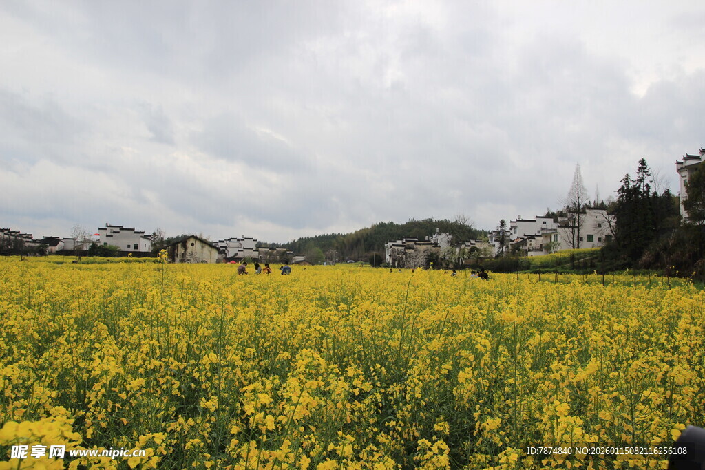 金黄油菜田中的乡村景致