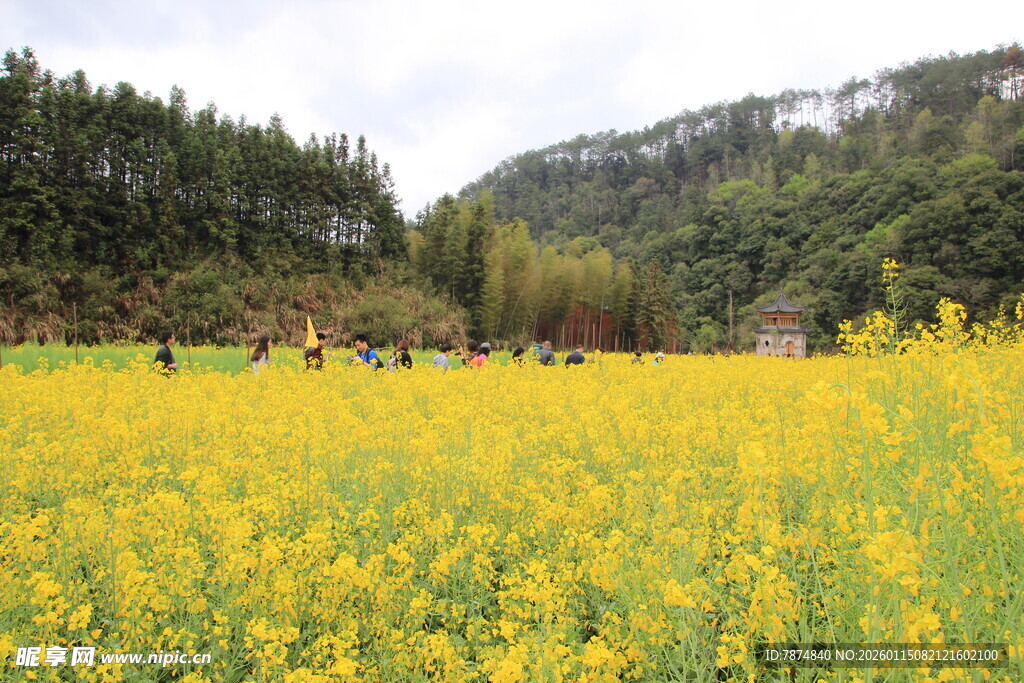 春日油菜花海游人漫步