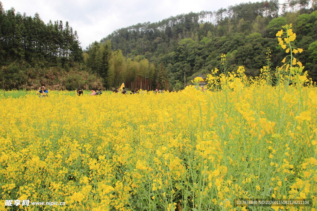 金黄油菜花田的美丽景致