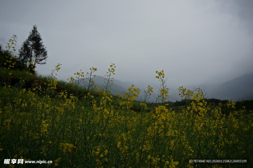 山间黄花盛开的美丽景致
