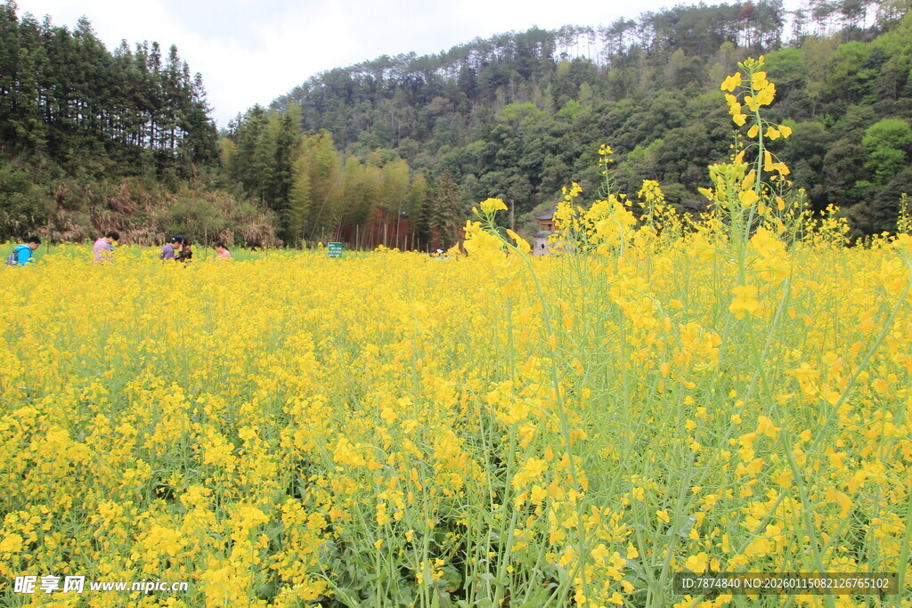 金黄油菜花海 山间美景