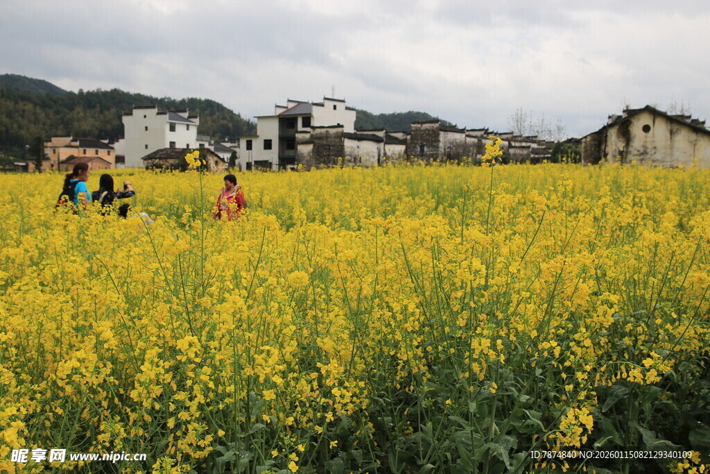 春日油菜花海中的乡村景象
