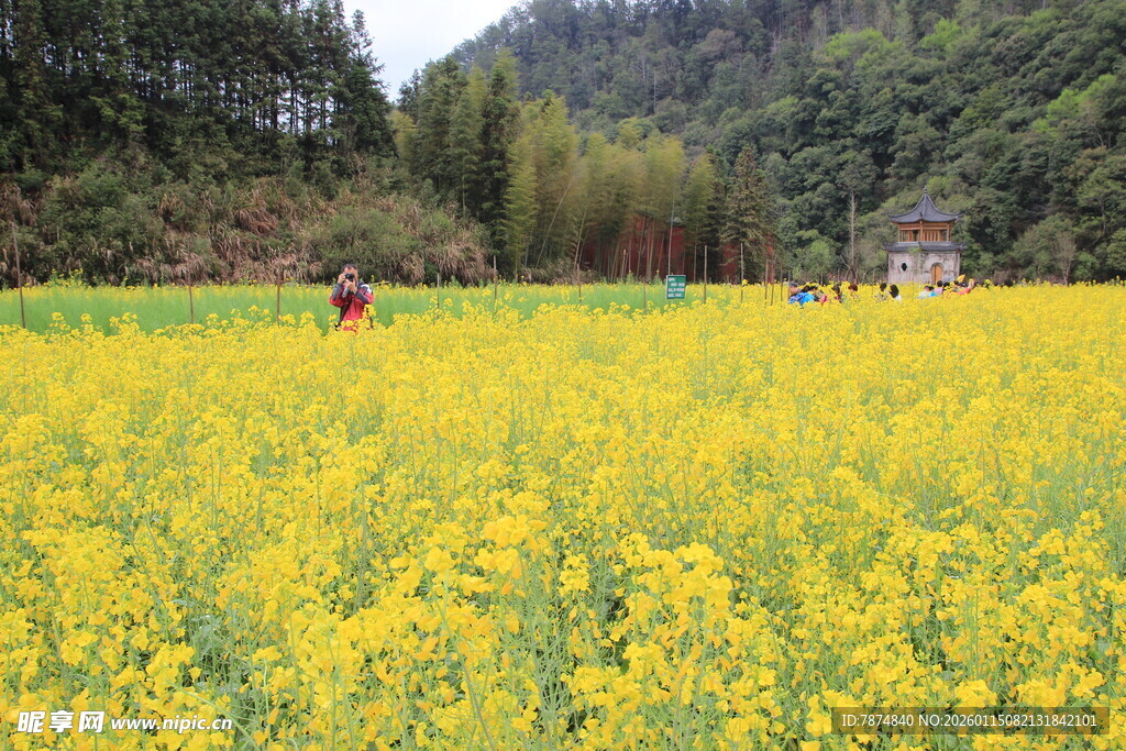 金黄油菜花海田园风光