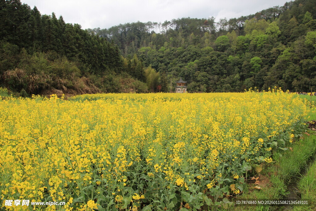金黄油菜田 山间春日美景